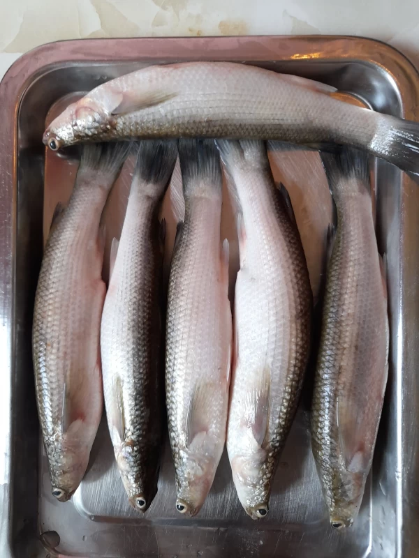 বাটা মাছ