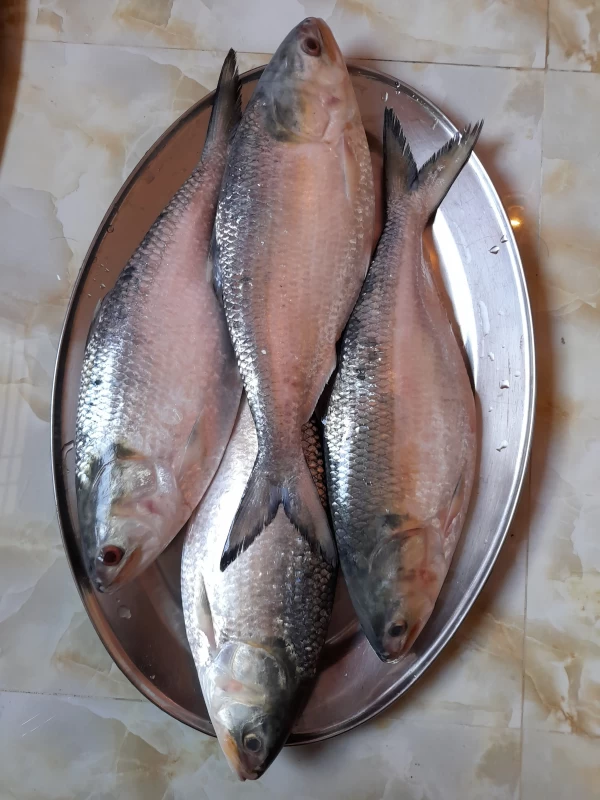 ইলিশ - ১৫০০ গ্রাম +