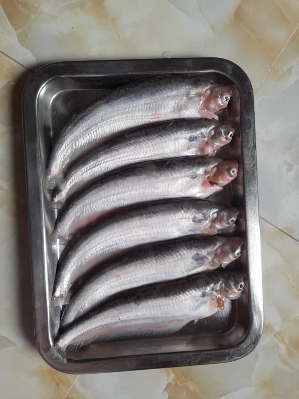 পাবদা বড়-কাটিং সহ