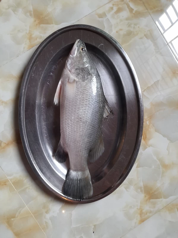 কোড়াল ৫ কেজি +