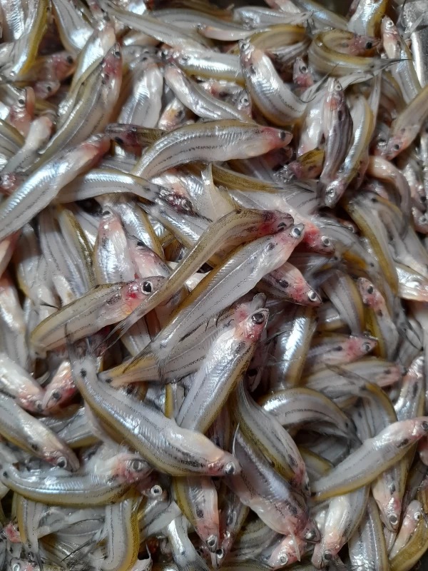 বাতাসী কাটিং সহ