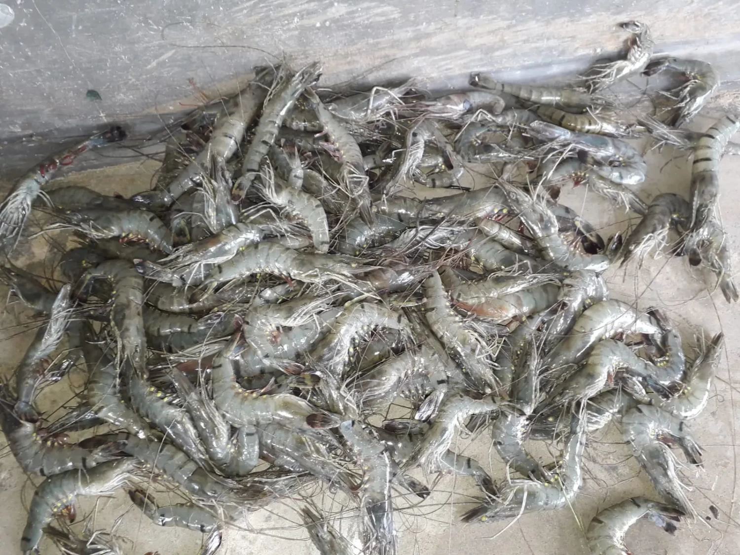 চিংড়ি হরিনা