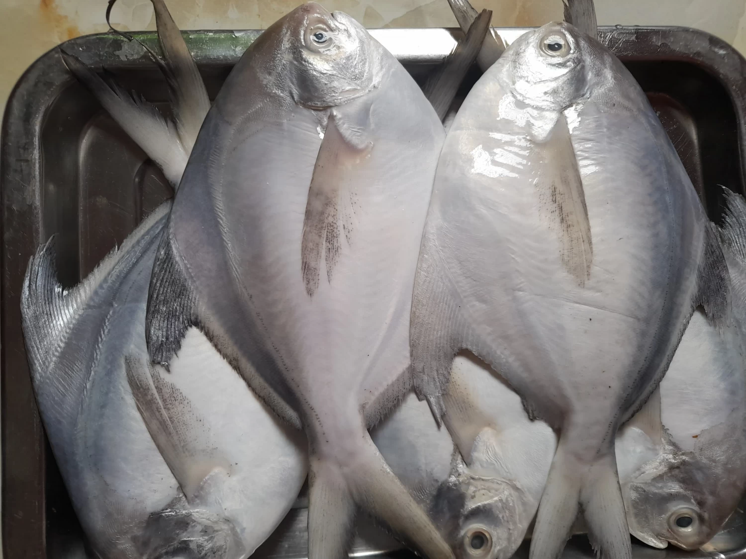 রুপচান্দা মাঝারী